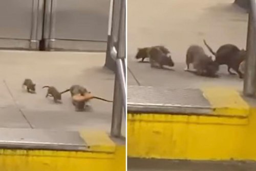 NYC’s infamous ‘Pizza Rat’ spotted out to eat with his family
