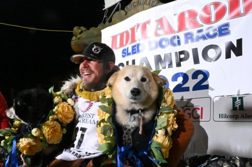 Dog sled racing champion disqualified over sexual assault allegations
