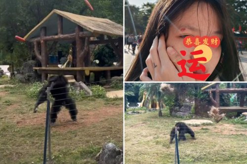 Zoogoer hits chimpanzee with water bottle — and the chimp hits back: video