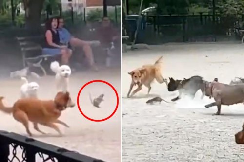 Aggressive rat sparks chaos at NYC dog park in wild viral video