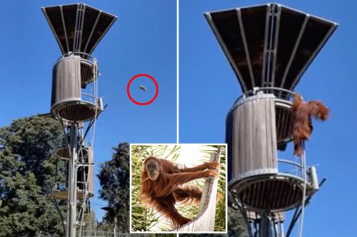 Orangutan launches possum out of enclosure at zoo — as horrified visitors scream