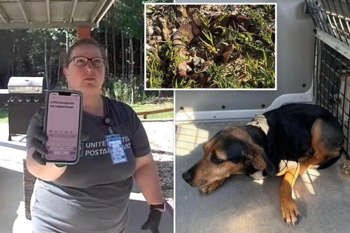 USPS carrier saves friendly dog from venomous snake bite