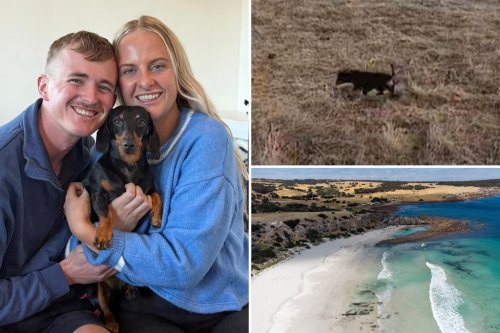 Miniature dachshund reunited with her owner after being lost for 18 months on remote island