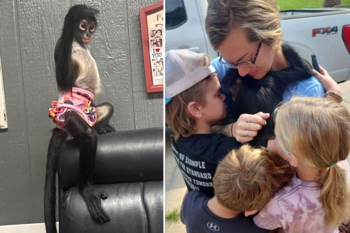 Family reunited with beloved pet spider monkey after 24-hour search with help from dogs, thermal cameras