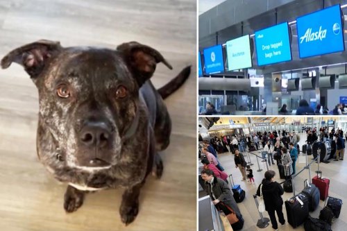 Alaska Airlines passenger reunited with dog after airline accidentally loses pet during loading