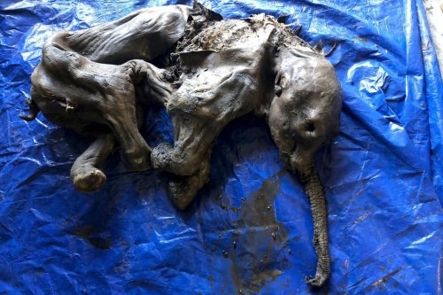 Baby mammoth is almost perfectly preserved after 30,000 years
