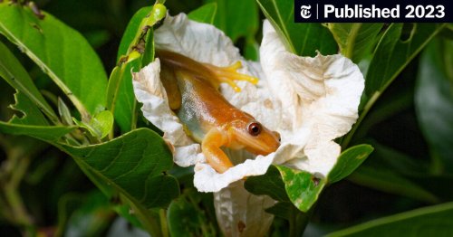 Fruitarian Frogs May Be Doing Flowers a Favor