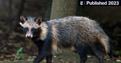 New Data Links Pandemic’s Origins to Raccoon Dogs at Wuhan Market (Published 2023)
