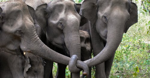 Elephants in Mourning Spotted on YouTube by Scientists