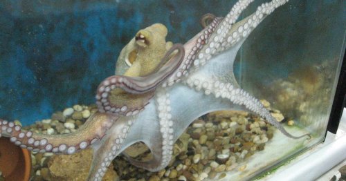 Octopuses Have a Secret Sense to Keep Their 8 Arms Out of Trouble