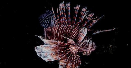 Behold the Lionfish, as Transfixing as It Is Destructive
