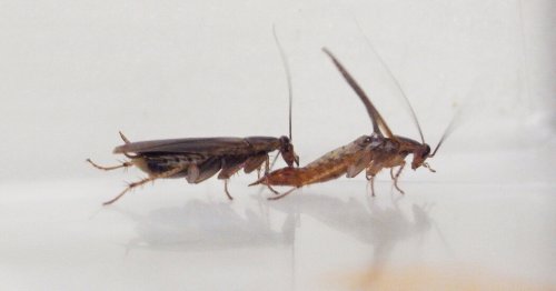Cockroach Sex Has Taken a Strange Turn