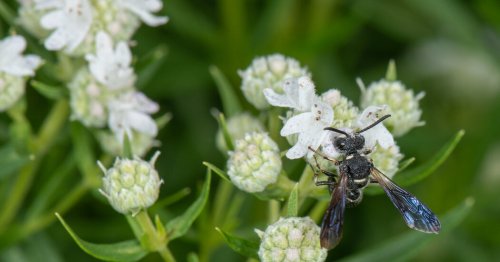 Why You Should Plant a Garden That’s Wasp Friendly