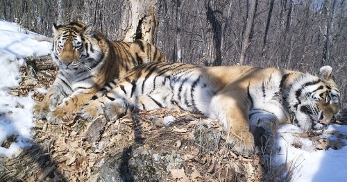120 Miles of Russian Forest Couldn’t Keep These Two Tigers Apart