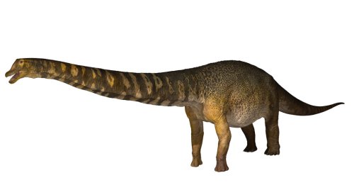 New Dinosaur Species Is Australia's Largest, Researchers Say - Vimarsana News