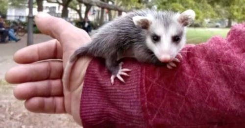 A New Orleans Man Wants His Opossum Back. Thousands Have Joined His Plea.