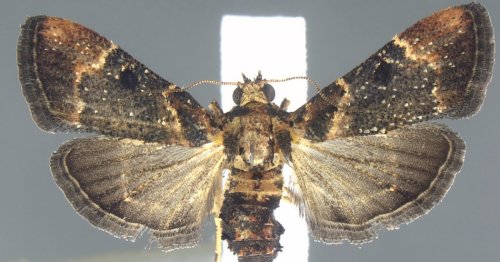 Moth Species Not Seen Since 1912 Was Intercepted at Detroit Airport