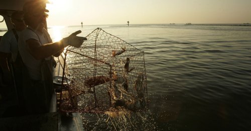 why-is-there-a-blue-crab-shortage-in-maryland-flipboard