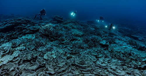Sprawling Coral Reef Resembling Roses Is Discovered Off Tahiti