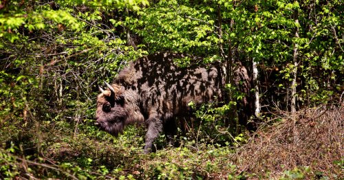 On Safari in the Transylvanian Alps, Where Bison Roam Once More