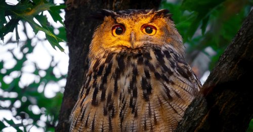 New York Mourns Flaco, an Owl Who Inspired as He Made the City His Own