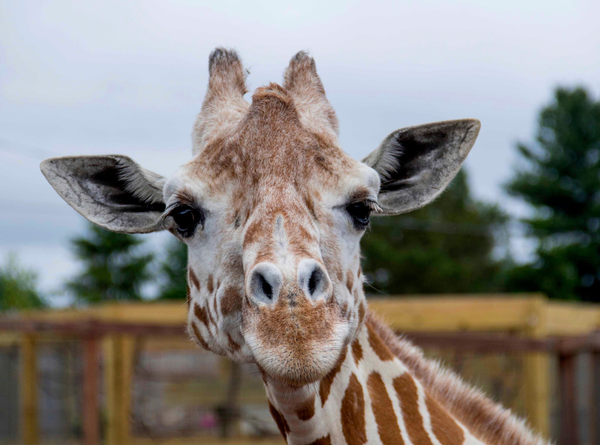 27 Fascinating Facts about Giraffes You Might Not Know