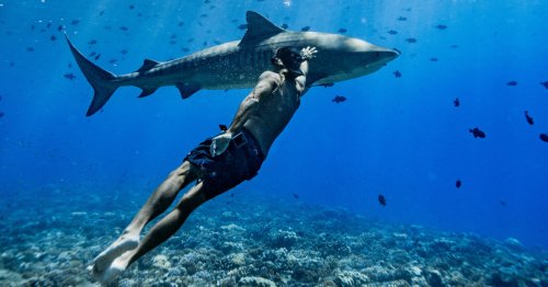 A Free Diver’s Training Partners: Sharks