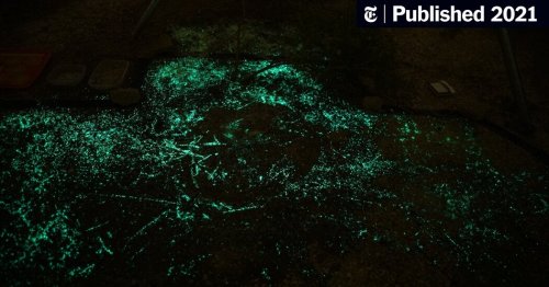 How Glowing Bacteria in the Dirt May One Day Save Lives (Published 2021)