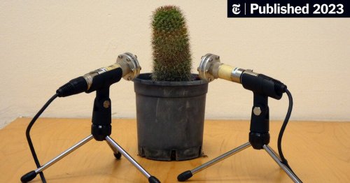 This Is What It Sounds Like When Plants Cry