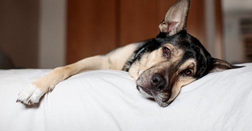 What the ‘Mystery’ Canine Illness Means for Your Dog