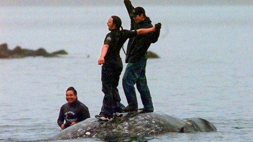 Native American tribe wins major step toward resuming whaling off Washington - NZ Herald