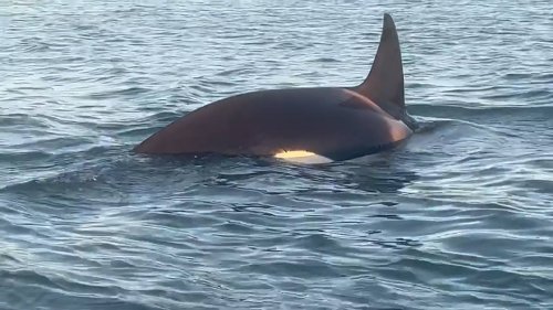Auckland fisherman’s close call with orca on fishing trip