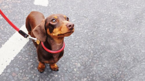 German dog breeding ban raises fears for dachshunds: SPCA, Dogs NZ responds