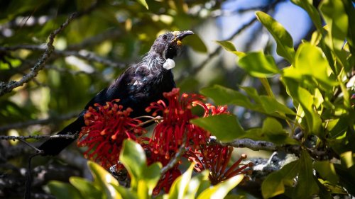 The Conversation: Bringing the tūī back to town – how native birds are returning to NZ's restored urban forests
