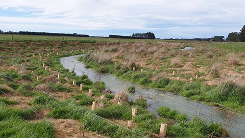 Thousands of native plants improve Burgess Stream - NZ Herald