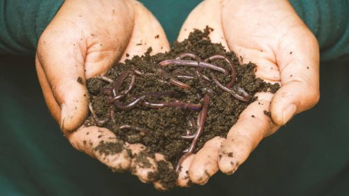 Kem Ormond’s vegetable garden: Worm farms - a guide to getting started