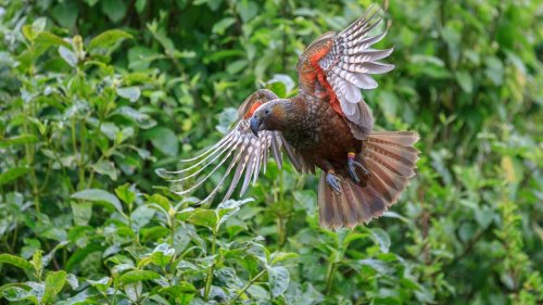 Native bird numbers soaring in Wellington - NZ Herald