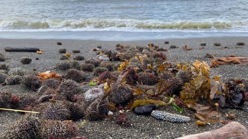 Napier: Health warning as big bounty of dead sea creatures washes ashore at Ahuriri
