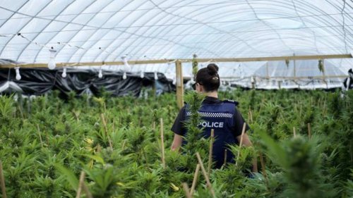 ‘We thought they were growing tomatoes’: Inside NZ's biggest cannabis bust
