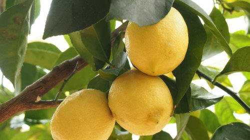 Grow your own citrus - tips for lemon and lime trees: Kem Ormond’s vegetable garden