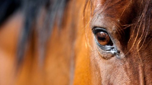 More than 500 dead horses found at NSW property