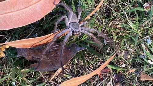 Hunstman spiders in New Zealand: Movement of introduced insects driven by a warming climate, expert says