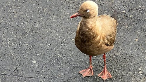 Unusual seagull spotted in supermarket carpark keeps people guessing