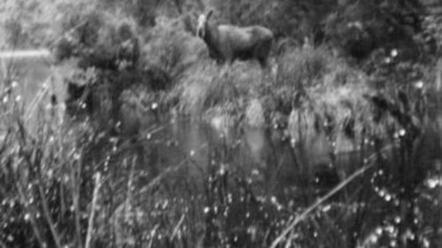 American tramper reports moose sighting in Fiordland