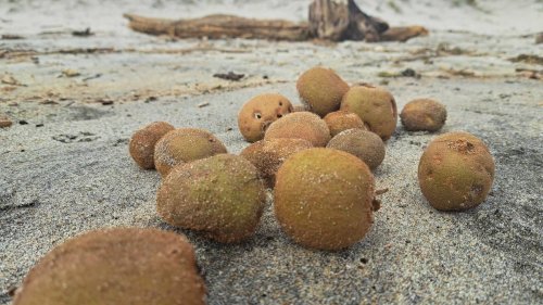 Mysterious kiwifruit wash up on Pāpāmoa Beach