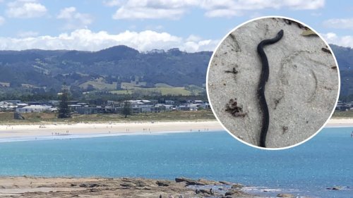 Venomous sea snake found at Omaha Beach, public warned to stay clear