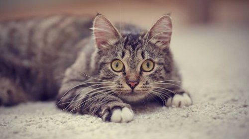 Ethically Kate: My cat peed on the carpet, how do I get rid of the smell without using chemicals?