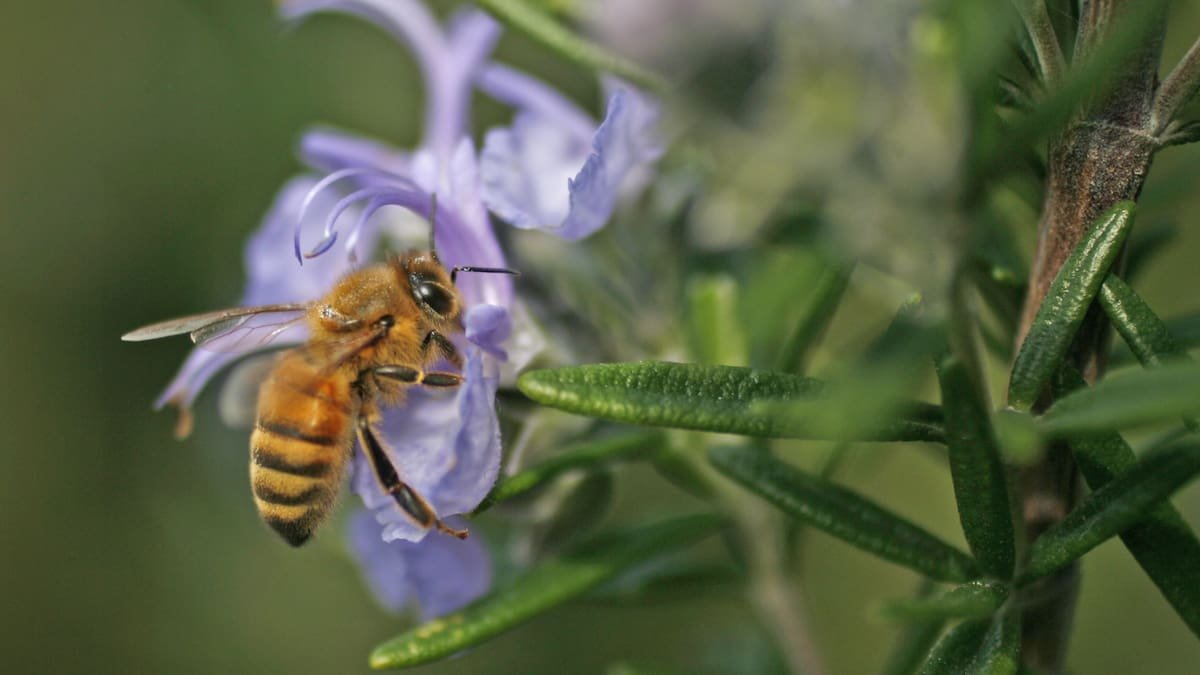 Kem Ormond’s vegetable garden How to attract bees and insects Flipboard