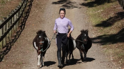 Dozens of miniature horses readying for the Great Northern Gallop