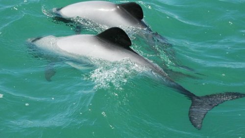 US lifts ban on imports of several New Zealand fish species after Maui dolphin protection allegations dismissed